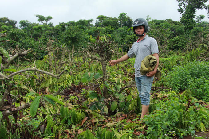 Anh Minh đau xót khi vườn cà phê đang tươi tốt bị chặt.