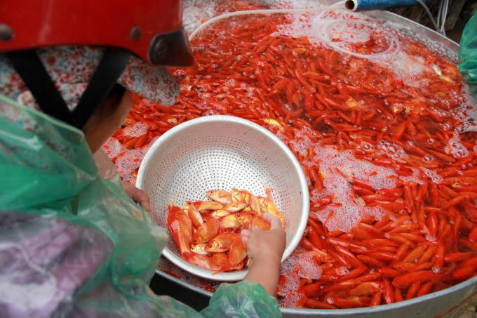 Dân buôn ôm số lượng cá chép cực lớn phục vụ nhu cầu ngày 23 tháng Chạp