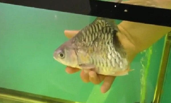 Chú cá bị mất nửa người vẫn sống sót kì diệu. Ảnh: Matichon TV