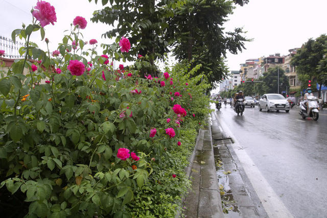 Các khóm hoa hồng được trồng dọc theo vỉa hè đường Lê Trọng Tấn, trên dải ngăn cách giữa lòng đường và vỉa hè.