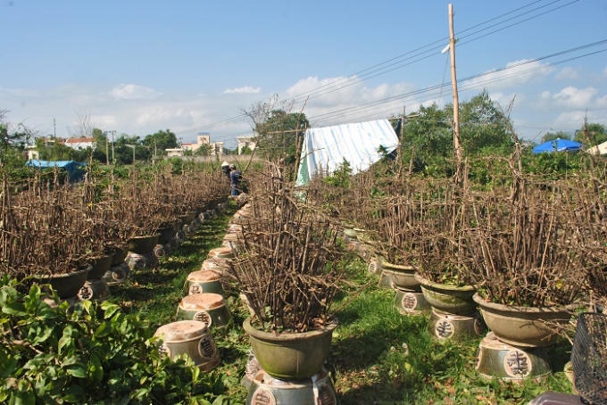 Đây là thời điểm các vườn mai bắt đầu xuống lá để hoa nở đúng dịp Tết. Những chậu mai này được bày bán ở địa phương hoặc có thể bán ra các tỉnh miền Bắc sau khoảng 2 tuần nữa.