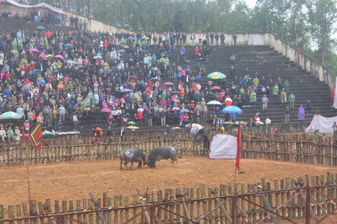 Hội chọi trâu Phù Ninh 2018 thu hút hàng nghìn du khách tham dự.