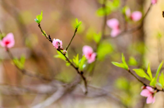 Nơi loài ong tìm đến lấy mật.