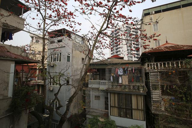 Cây gạo trong khu dân cư đông đúc.