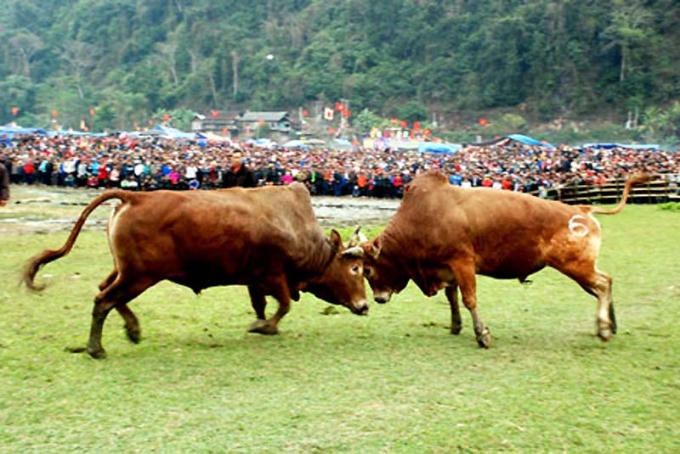 Những chú bò tham gia không hề được chăm sóc chu đáo, chúng vẫn phải đi cày bừa bình thường mà không có một sự ưu ái nào.