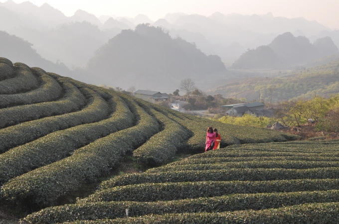 Đồi chè xanh mướt ở Tân Lập. (ảnh: Minh Long).