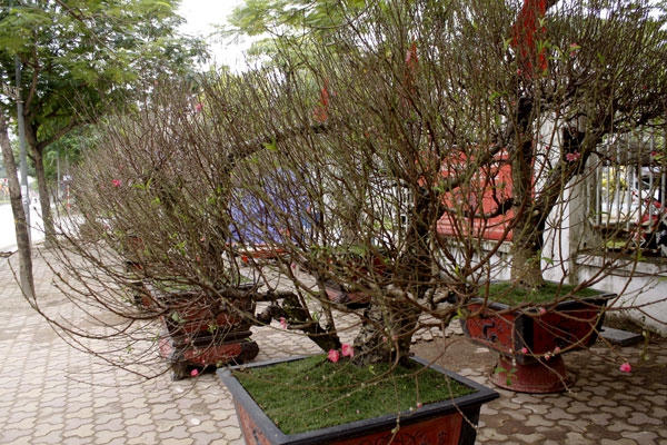 Phần lớn các chủ vườn đào Nhật Tân đã chuẩn bị hết những công đoạn chăm sóc các cây đào để ra hoa đúng dịp tết. Việc được hay không thì phụ thuộc hết vào thời tiết.