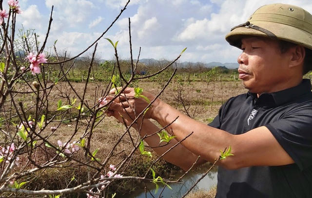 Ông Hiệu gỡ hoa để chờ đến vụ sau.