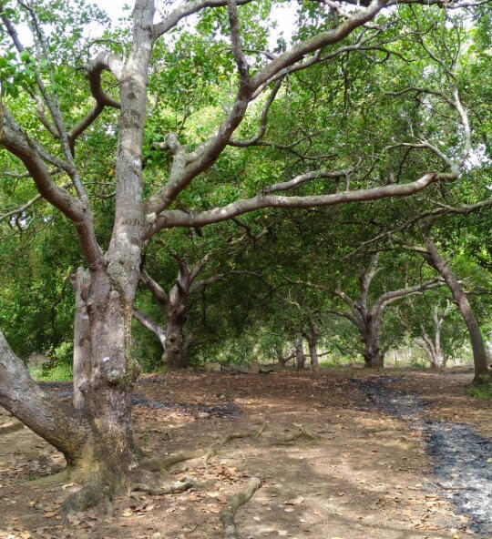 Thời tiết thay đổi và dịch bệnh nhiễm nấm, thán thư và các loại sâu bọ tấn công khiến cho điều mất mùa.