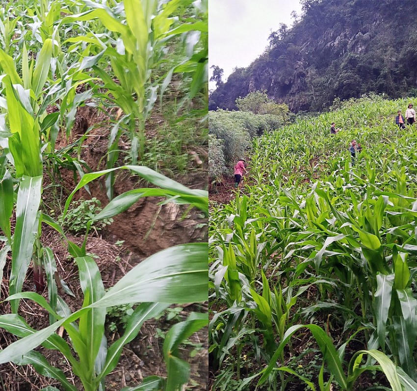 Nhiều vết nứt lớn chạy dài xuất hiện ngay đằng sau nhà dân.