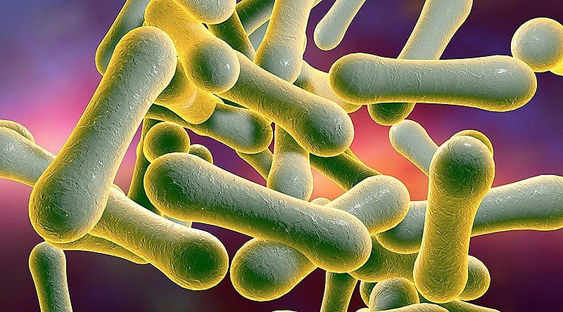 Vi khuẩn bạch hầu Corynebacterium diphtheriae dưới kính hiển vi