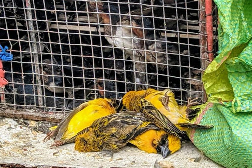 Những chú chim kiệt sức trước khi được phóng sinh. (Ảnh: Tú Linh)
