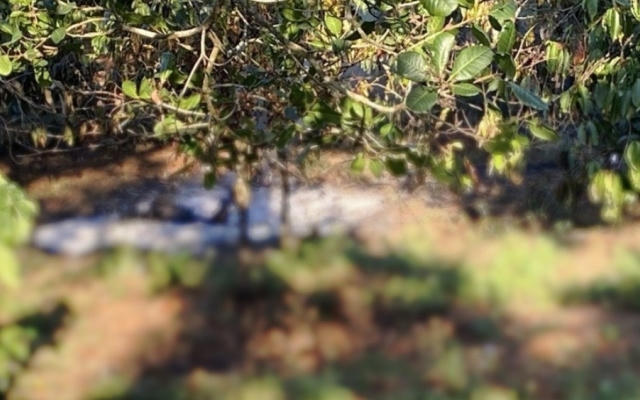 Đắk Nông: Phát hiện thi thể nam giới trong rẫy cà phê