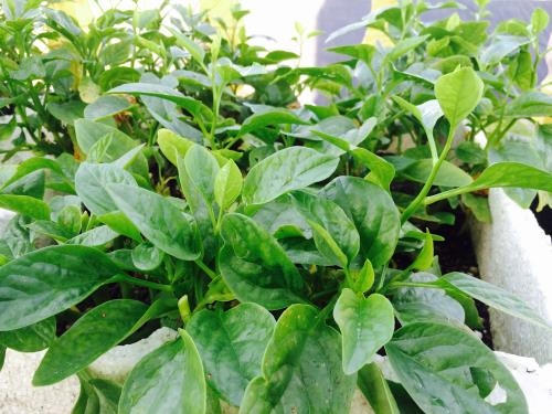 Để có rau sạch cho cả nhà ăn, nhiều gia đình đã nghiên cứu mua hạt giống rồi trồng vào các hộp xốp để trên sân thượng. Ảnh: Phương Anh/TTXVN