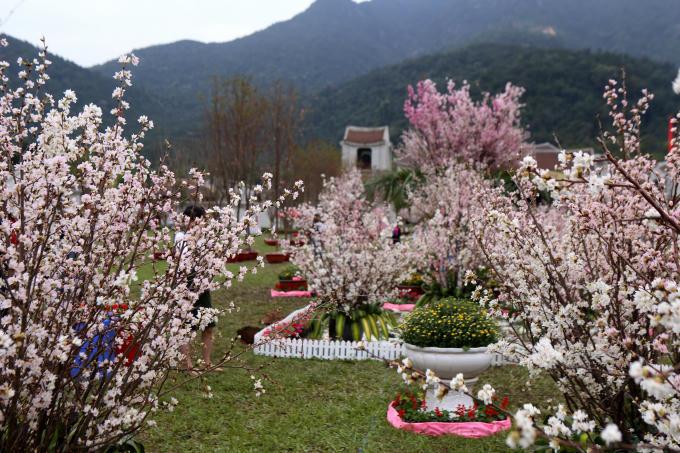 &nbsp;5.000 c&agrave;nh hoa Anh đ&agrave;o đến từ đất nước Nhật Bản v&agrave; 200 c&acirc;y mai v&agrave;ng Y&ecirc;n Tử được ban tổ chức trưng b&agrave;y trong những ng&agrave;y diễn ra lễ hội.