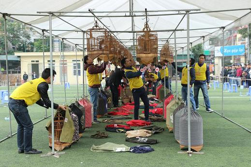 H&agrave;ng trăm con chim đua nhau khoe tiếng h&oacute;t để dự thi.