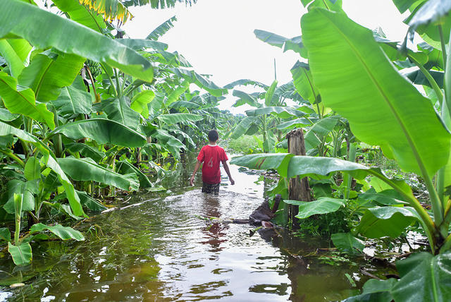 Mưa lớn kéo dài suốt hơn một tháng nay ở miền Bắc khiến nước sông Hồng lên cao. Ở Hà Nội, tuy mực nước chưa tới mức báo động nhưng cũng đã gây ngập nhiều phần ở khu vực bãi giữa sông Hồng, ngay sát quận Hoàn Kiếm - quận trung tâm Hà Nội.