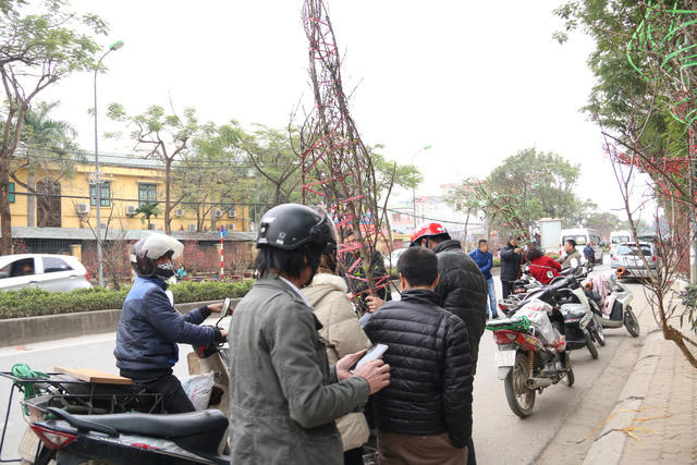 Đào rừng có đủ mọi kích cỡ, hình dáng trong đó nhiều cây cao từ 3-5m.