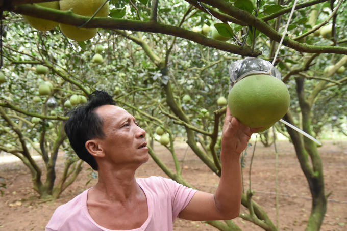 nhung trai buoi gia tri cao