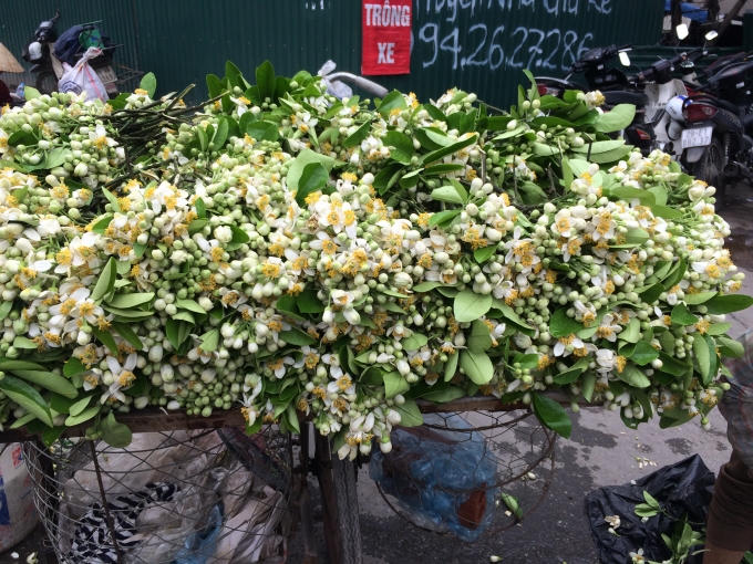 Hà Nội giữa cái tiết trời se lạnh, u ám phiền muộn nhưng mà thanh khiết và miềm mại được gọi là hoa bưởi tháng 3.