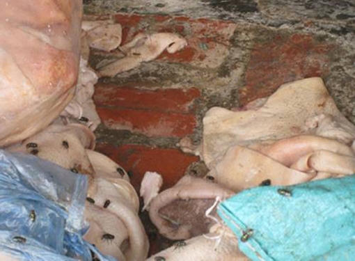 Cơ quan chức năng đã phát hiện nhiều vụ việc vận chuyển, chế biến bì lợn thối trong thời gian qua