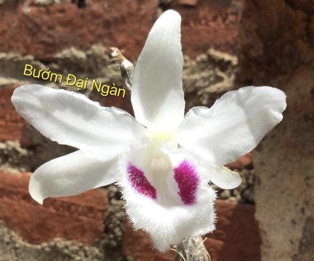 Huyền thoại Bướm Đại Ngàn trong giới chơi lan