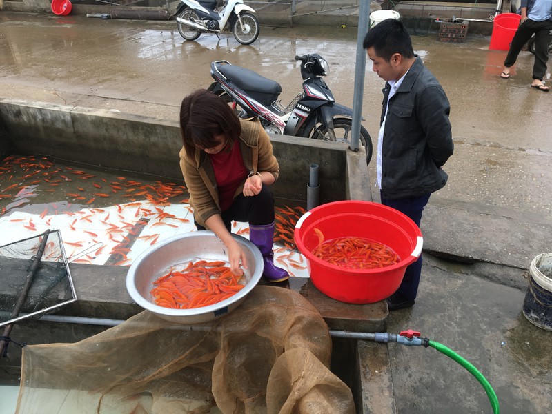 Cá chép đỏ Thủy Trầm 