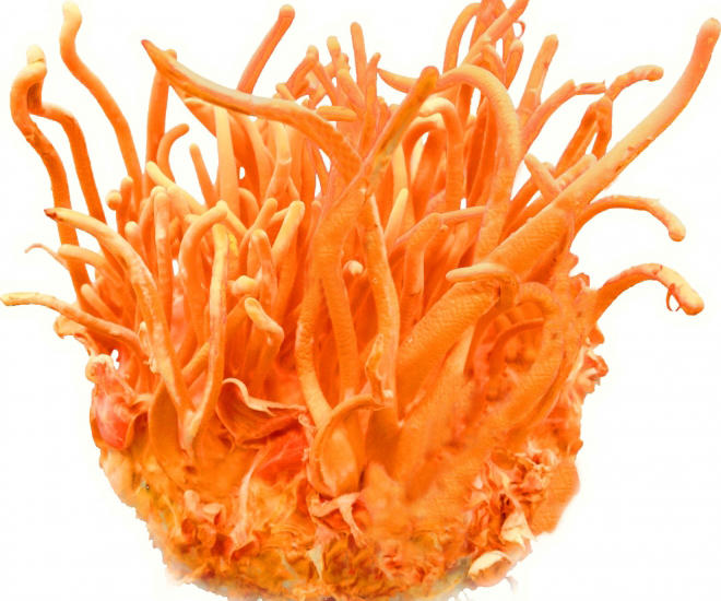 Đông trùng hạ thảo là 1 vị thuốc có trong bia Tam Nguyên