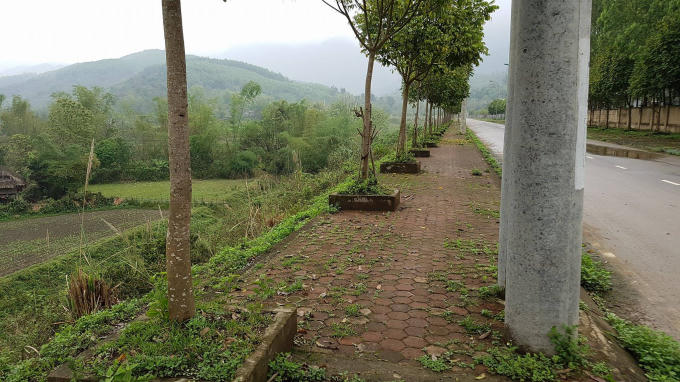 Một số cây xanh được trồng rất gần cột điện cao thế.