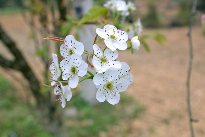 Photo: Hoa Đào, hoa Lê