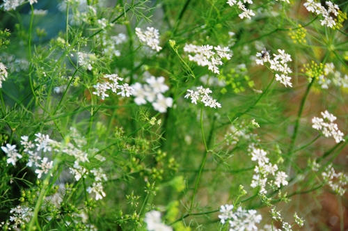 Tắm nước lá mùi già luôn mang lại cảm giác dễ chịu, khoan khoái. (Ảnh: Internet)