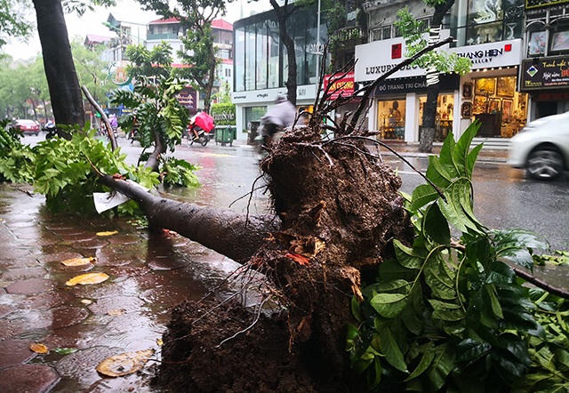 Hà Nội mưa liên tục sau bão, cây xanh gãy đổ ở nhiều nơi - 5