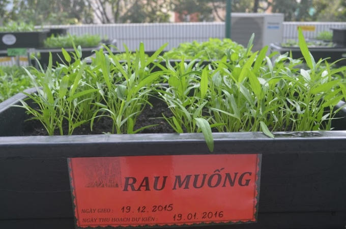 Hiện nhà trường có khoảng 300 vựa rau đang trong thời kỳ thu hoạch.