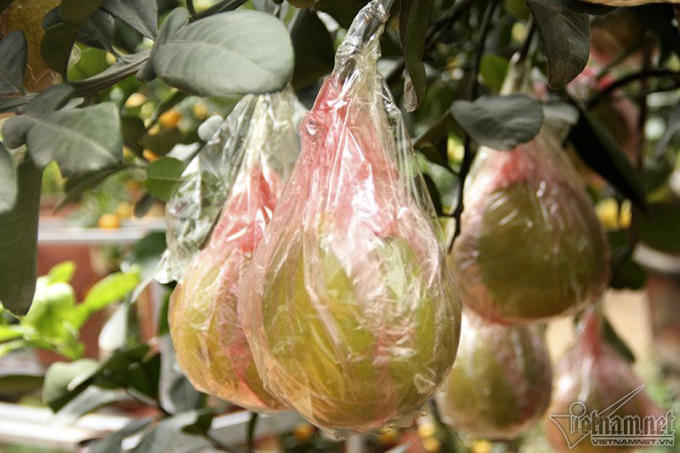 Cây bưởi trồng trong chậu 3 năm mới ra quả.