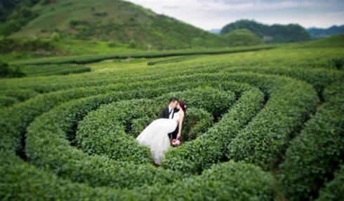 Đồi chè hình trái tim ở Mộc Châu.
