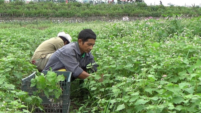 Người làm vườn rất vất vả để trồng lại hoa