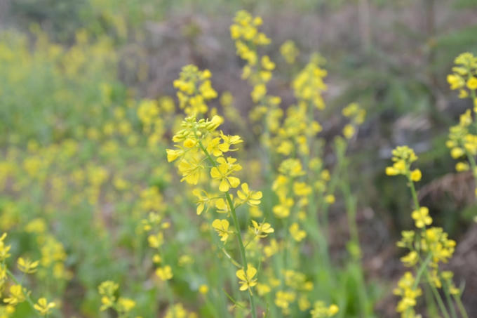 Dọc bên cạnh đường vào vườn Đào, những bông hoa Cải đang khoe sắc khiến du khách trầm trồ.