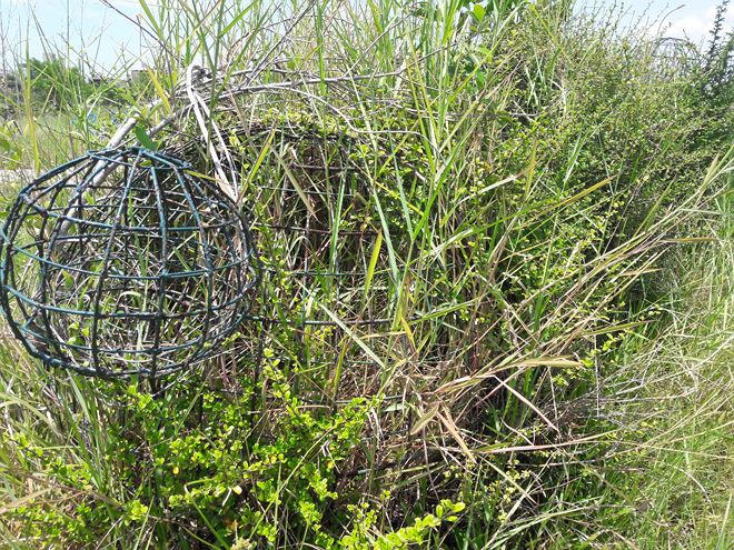 Nhiều trò chơi đã bị cuộn trong cỏ.