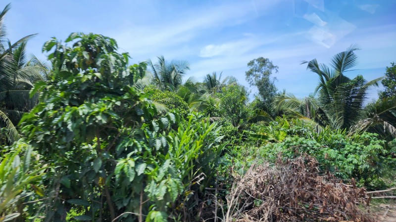 Một khu đất người dân đang canh tác thuộc diện giải phóng mặt bằng