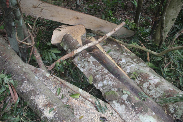 Quảng Trị: L&acirc;m tặc t&agrave;n ph&aacute; rừng - Những h&igrave;nh ảnh ngổn ngang tại hiện trường