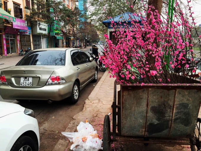 Những cành đào "rất chất" nay đã cho vào thừng rác.
