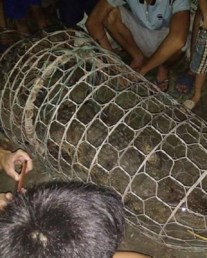 Con c&aacute; sấu đang được nu&ocirc;i nhốt tại tại đ&igrave;nh người d&acirc;n.