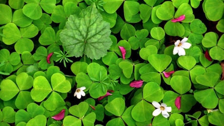 Lá của loài cỏ ba lá sẽ xếp chồng lên nhau để bảo vệ hoa trước những hạt mưa.