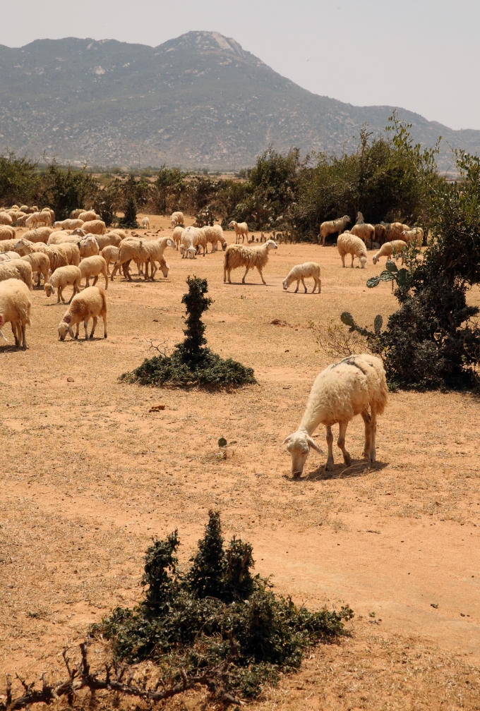 Các bầy cừu hàng ngày được lùa ra đồng để gặm cỏ và... "làm nghệ thuật"