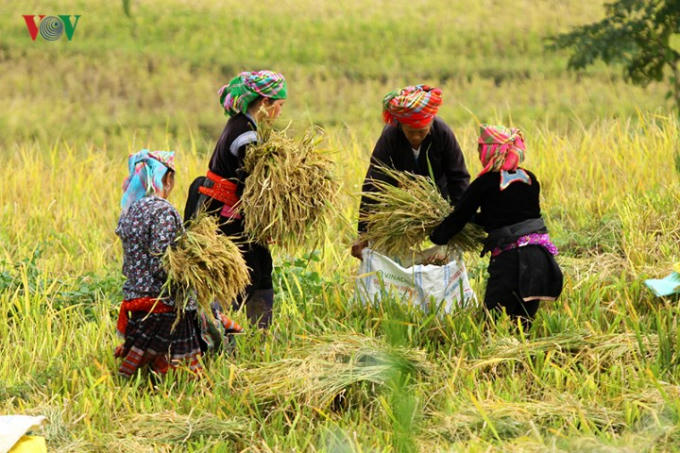 Việc gặt lúa ở đây được bà con thực hiện thủ công.