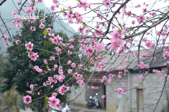 Photo: Hoa Đào, hoa Lê