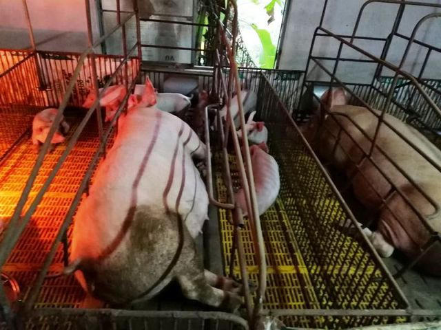 Bệnh dịch tả lợn châu Phi là một loại bệnh nguy hiểm có nguy cơ gây thiệt hại kinh tế cho người chăn nuôi.