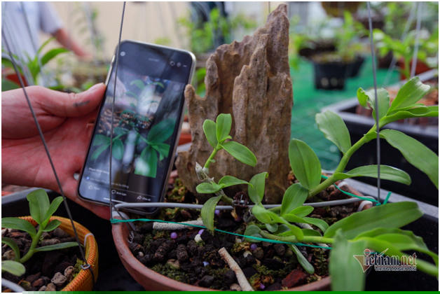 Cây Bạch Tuyết 1,8 tỷ