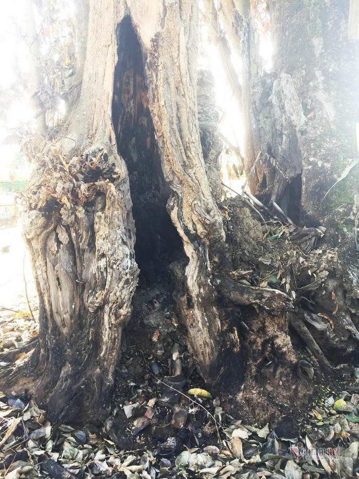 Gốc củ chi bị vạt nhiều chỗ.