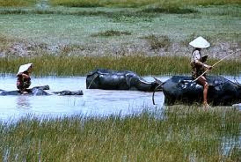 Hình ảnh con Trâu kéo cày trên ruộng đồng trồng lúa, hay con trâu đứng/nằm gặm/nhai cỏ trên cánh đồng, triền đê, hay đầm mình trong vũng ao/hồ nước là hình ảnh quen thuộc, gợi cảm giác thị vị thanh bình của vùng quê Việt Nam.